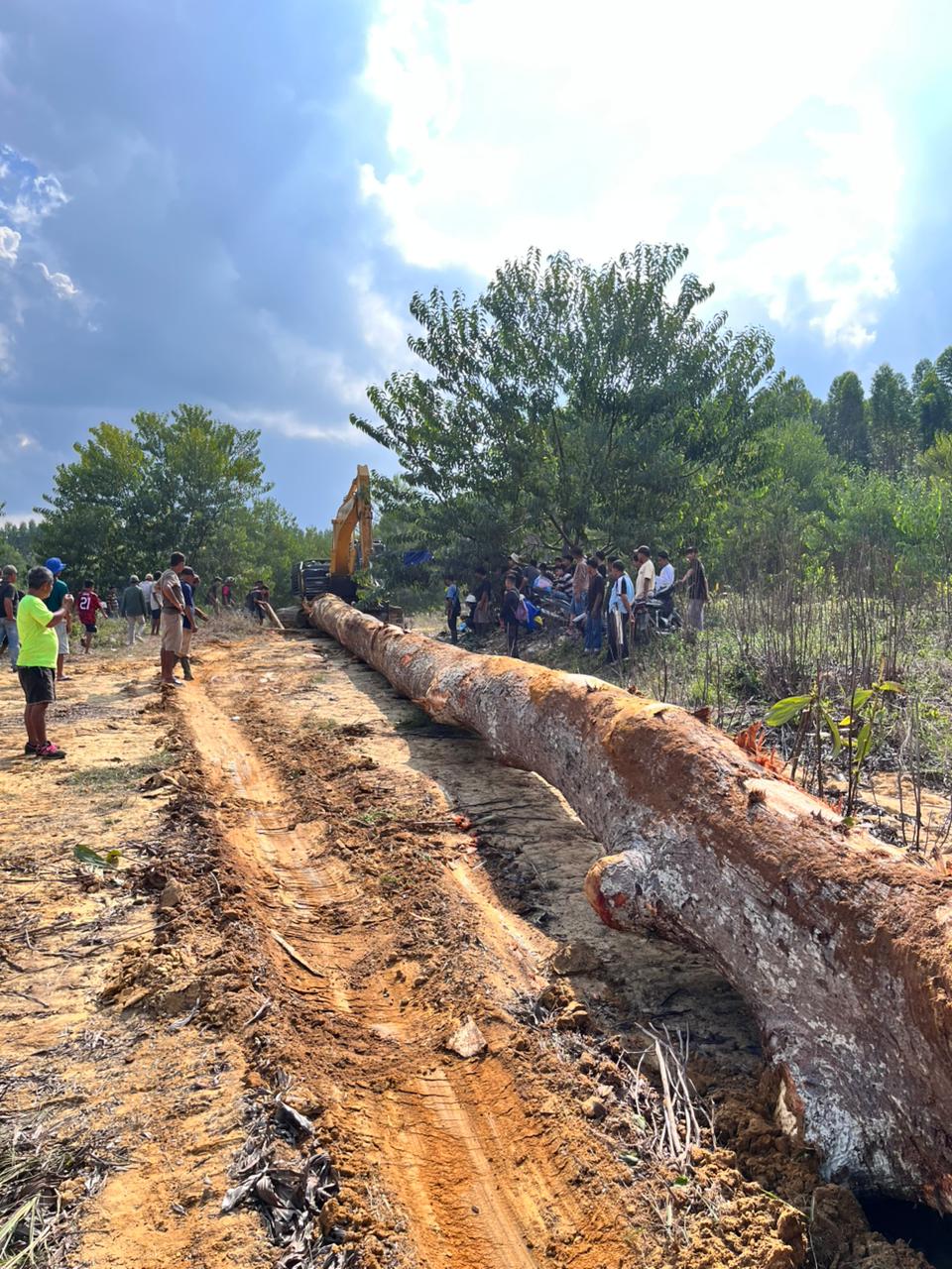 Banan jalur Desa Dusun Tuo